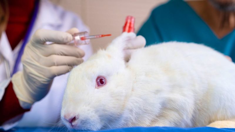Baisse historique du recours aux animaux dans la recherche scientifique en Suisse en 2024