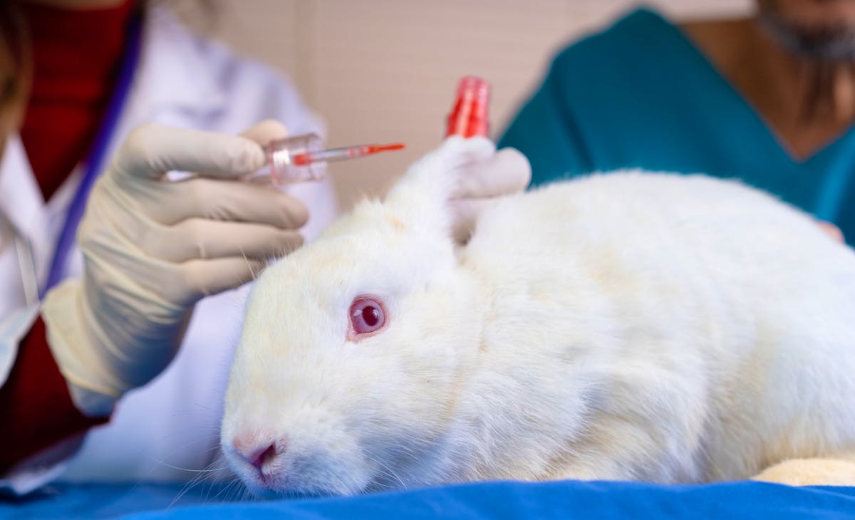 Baisse historique du recours aux animaux dans la recherche scientifique en Suisse en 2024