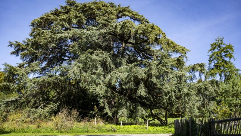 Lausanne réévalue une soixantaine d’arbres après la chute de deux cèdres bicentenaires