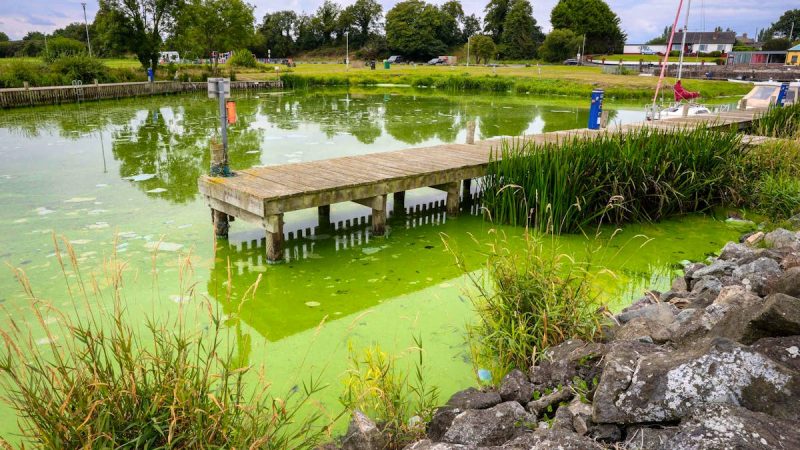 Lac de Lough Neagh en Irlande du Nord : dégradation écologique et problématiques sanitaires liées à la prolifération d’algues toxiques