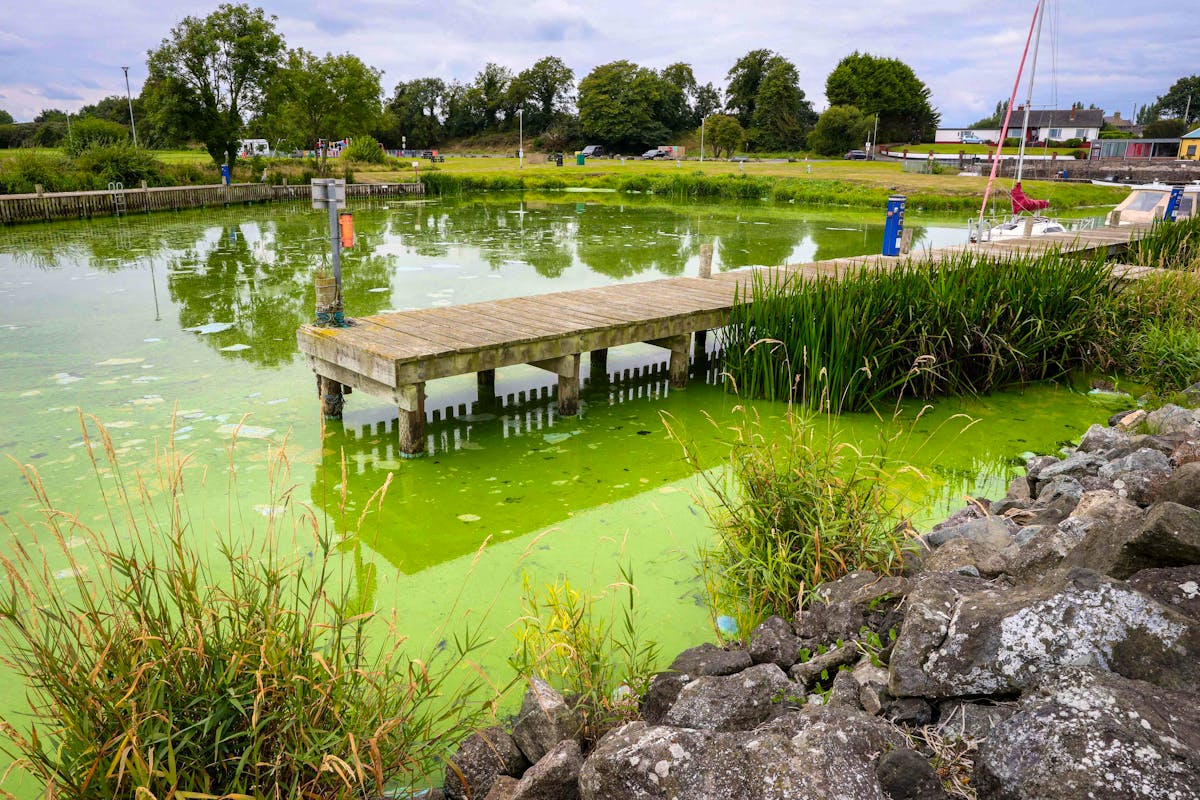 Lac de Lough Neagh en Irlande du Nord : dégradation écologique et problématiques sanitaires liées à la prolifération d’algues toxiques