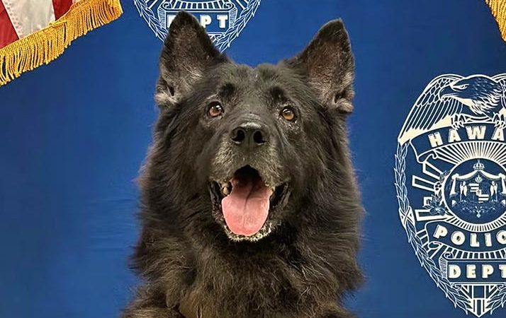 Tragédie à Hawaï : un chien policier meurt après avoir été laissé dans une voiture de patrouille