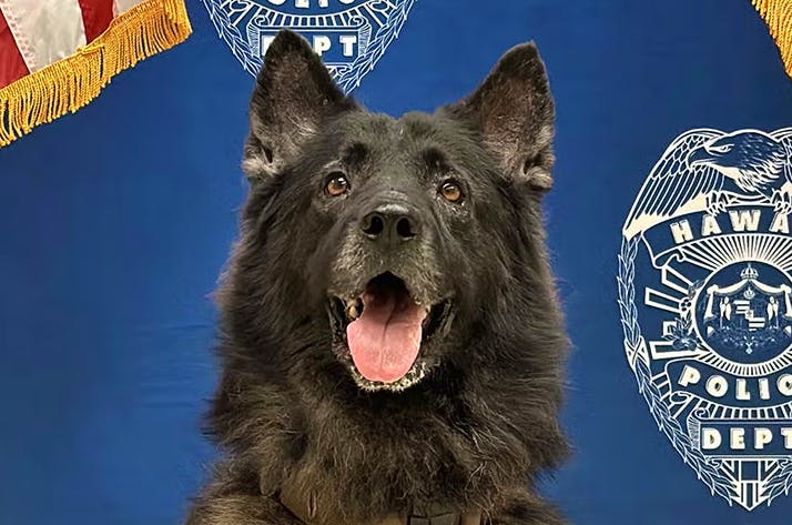 Tragédie à Hawaï : un chien policier meurt après avoir été laissé dans une voiture de patrouille