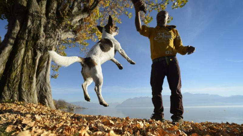 Menaces sur la démocratie, quête de la pomme parfaite et Coupe du monde 2026 : analyses sur Trump et les enjeux mondiaux