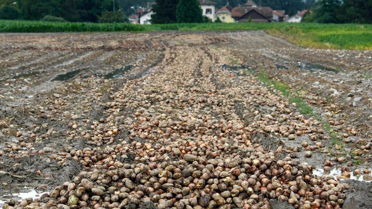 Pénurie de caisses en bois pour les pommes de terre en Suisse : stockage et commandes face à une demande accrue