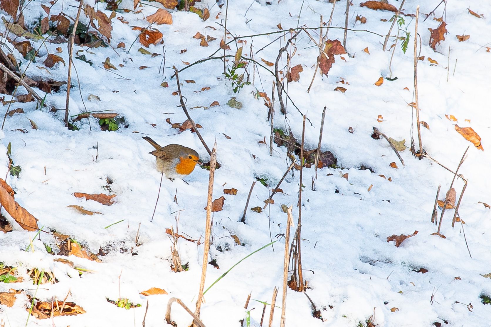 Tom Cruise reçoit l’Oscar d’honneur pour l’ensemble de sa carrière à Hollywood