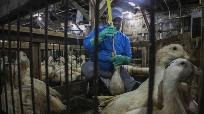 Importation de poupées pédopornographiques en Suisse : pas nécessairement illégale et enjeux de régulation