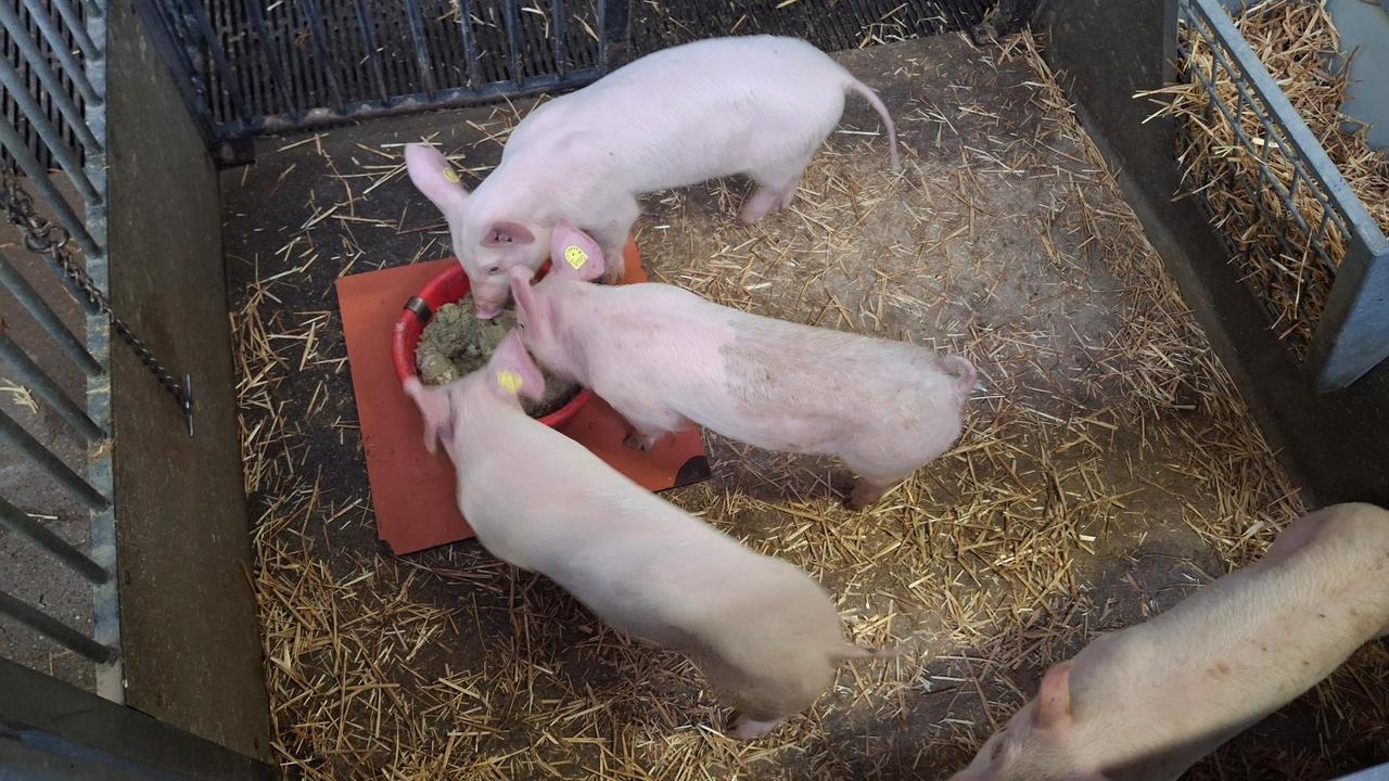 Microalgues et alimentation animale en Suisse : une solution locale et durable